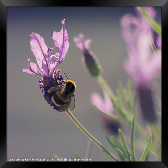 Summer & such a busy bee... Framed Print by Corrine Weaver