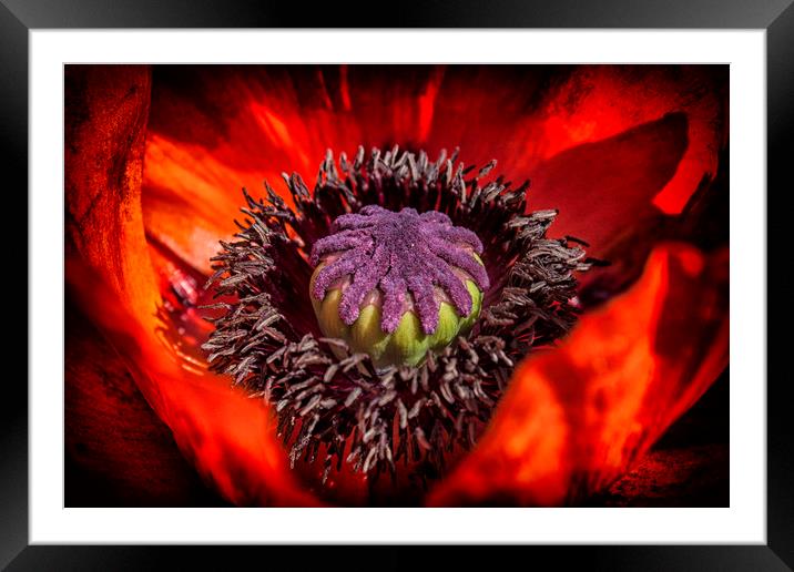 The poppy centre  Framed Mounted Print by Jonathan Thirkell