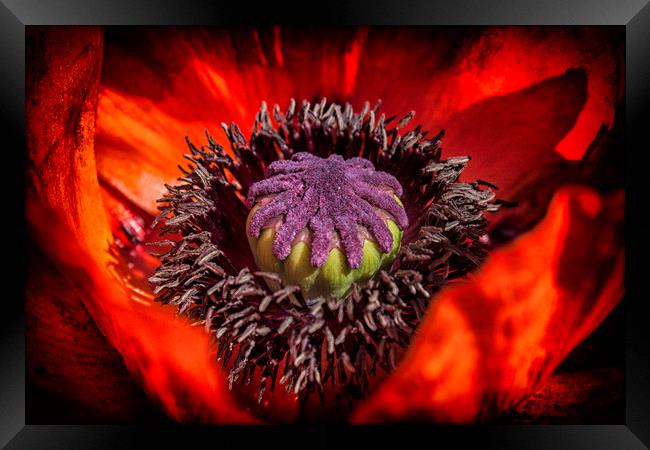 The poppy centre  Framed Print by Jonathan Thirkell