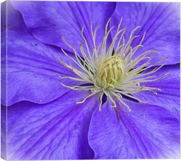                CLEMATIS                 Canvas Print by Anthony Kellaway