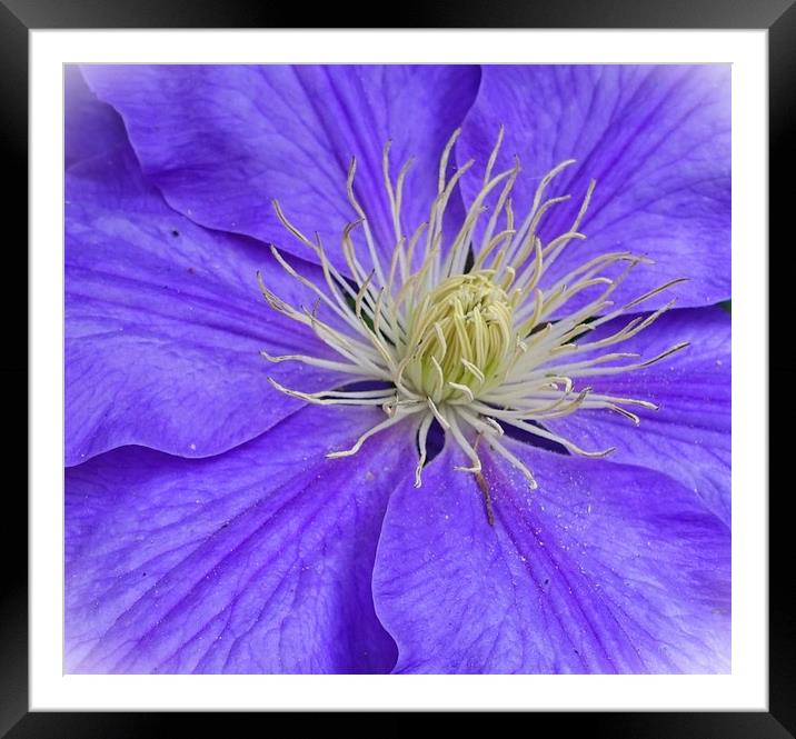                CLEMATIS                 Framed Mounted Print by Anthony Kellaway