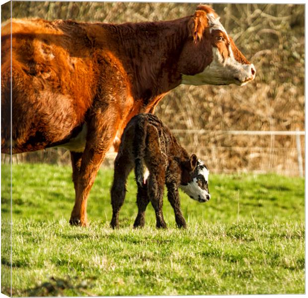 Mother Cow and Calf Canvas Print by Belinda Greb