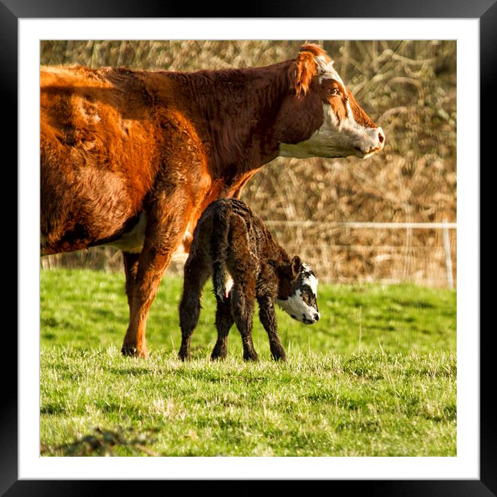 Mother Cow and Calf Framed Mounted Print by Belinda Greb