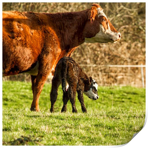 Mother Cow and Calf Print by Belinda Greb