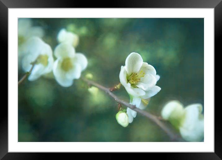 Early Spring Framed Mounted Print by Belinda Greb