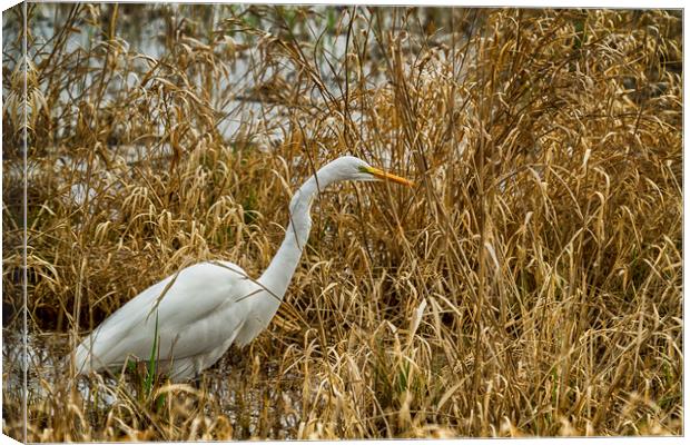 Great Egret Among the Rushes Canvas Print by Belinda Greb