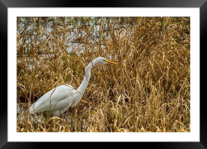 Great Egret Among the Rushes Framed Mounted Print by Belinda Greb