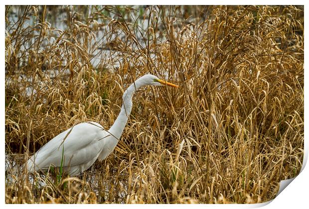 Great Egret Among the Rushes Print by Belinda Greb