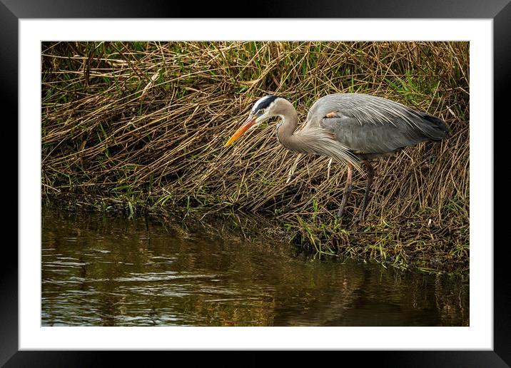 Great Blue Heron By the Water's Edge Framed Mounted Print by Belinda Greb