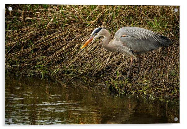 Great Blue Heron By the Water's Edge Acrylic by Belinda Greb