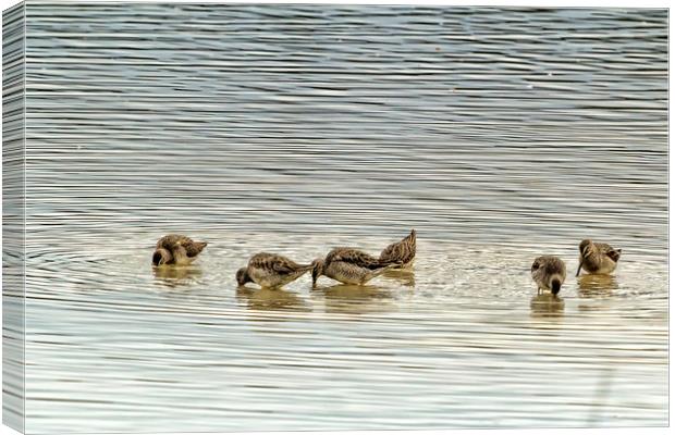 Even the Smallest of Us Can Cause Ripples Canvas Print by Belinda Greb
