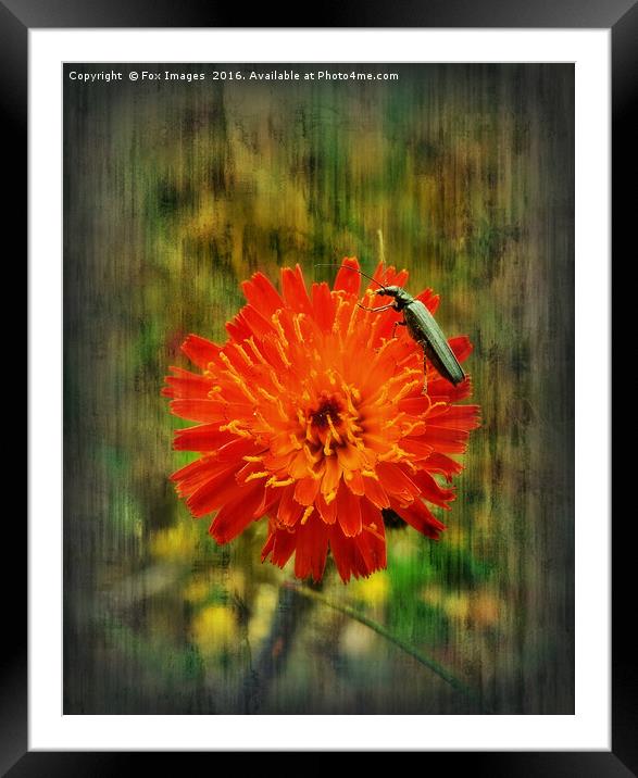 countryside bloom Framed Mounted Print by Derrick Fox Lomax