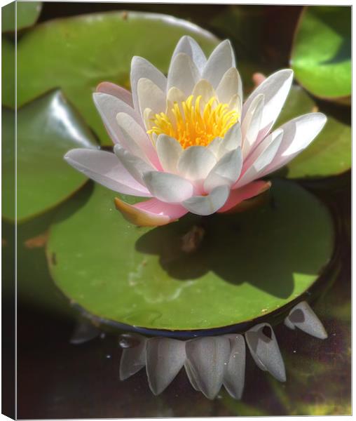 Water Lilly Canvas Print by Mike Sherman Photog