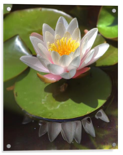 Water Lilly Acrylic by Mike Sherman Photog