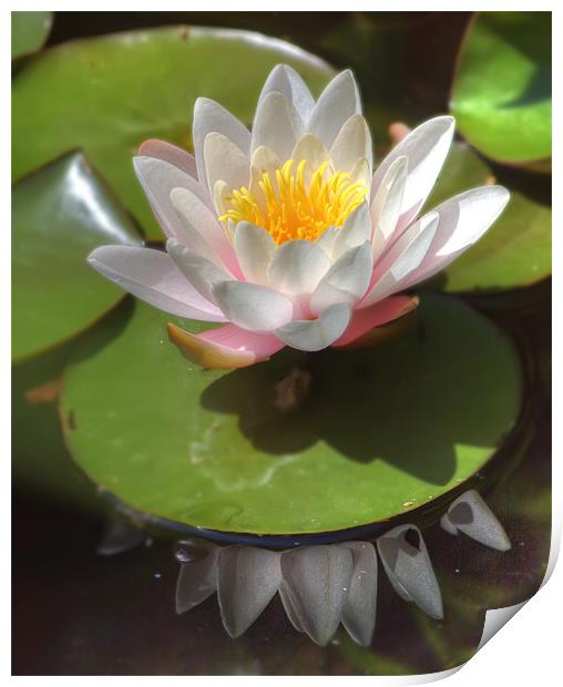 Water Lilly Print by Mike Sherman Photog