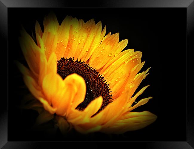 A Sunflower With Waterdrops. Framed Print by Aj’s Images