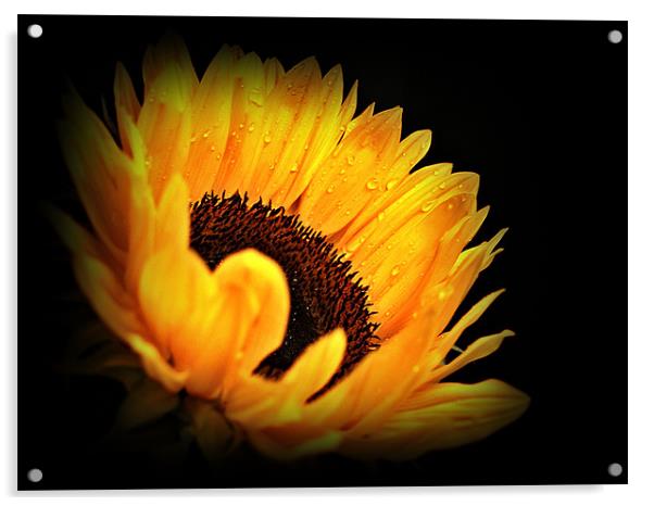 A Sunflower With Waterdrops. Acrylic by Aj’s Images