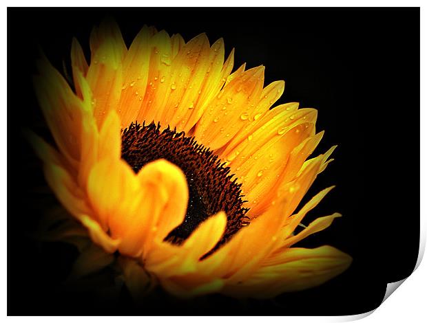 A Sunflower With Waterdrops. Print by Aj’s Images