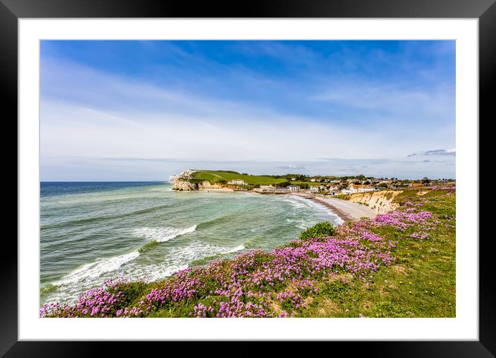 Freshwater Bay Armeria Maritima Framed Mounted Print by Wight Landscapes