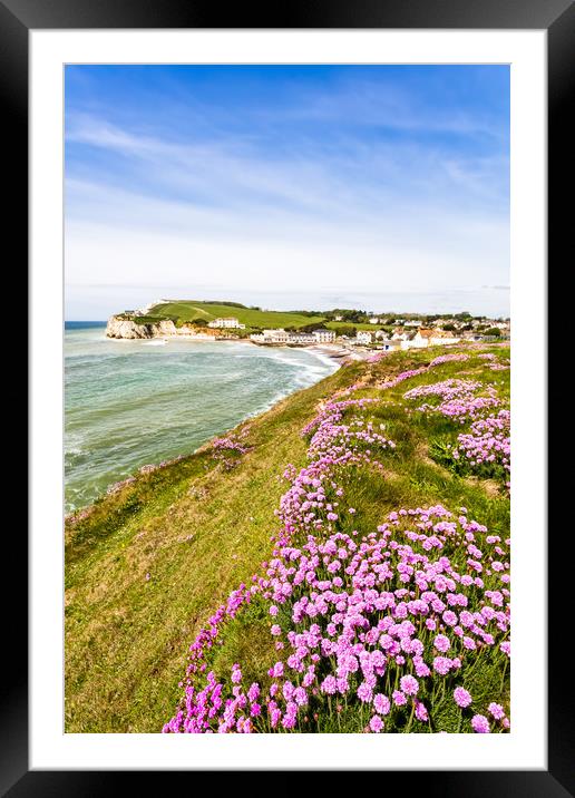 Freshwater Bay Cliff Armeria Maritima Framed Mounted Print by Wight Landscapes