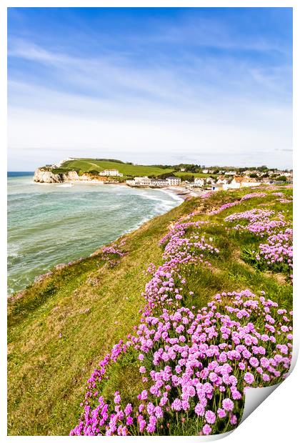 Freshwater Bay Cliff Armeria Maritima Print by Wight Landscapes