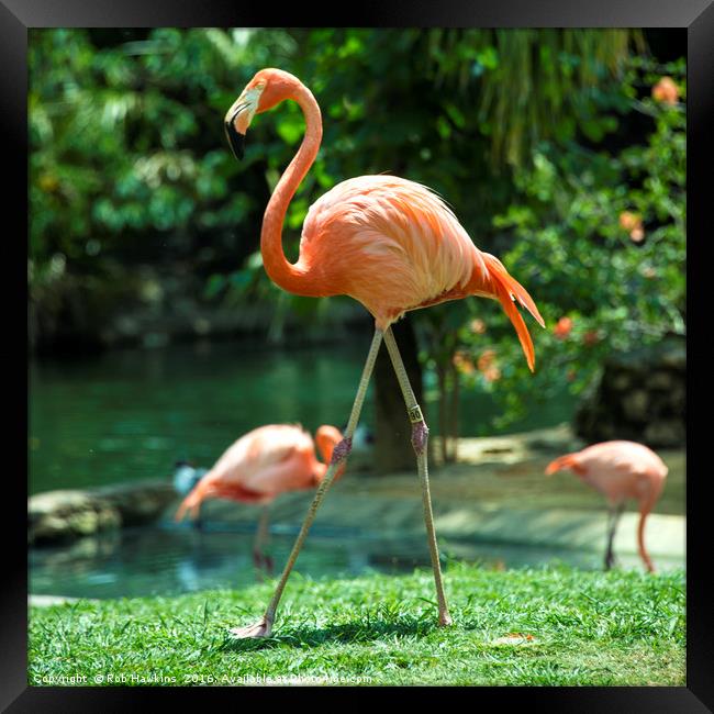 Pretty Flamingo  Framed Print by Rob Hawkins