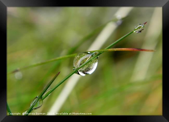Reflections on a water droplet Framed Print by Rhonda Surman