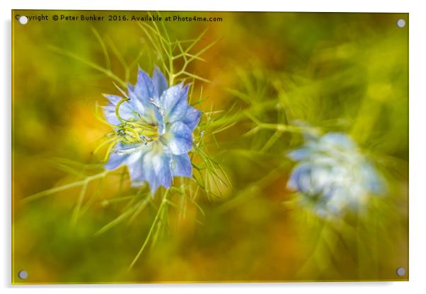 Nigella Blur. Acrylic by Peter Bunker