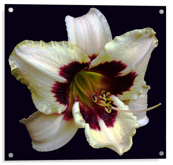 Distinct 2 Colour Lily Acrylic by james balzano, jr.