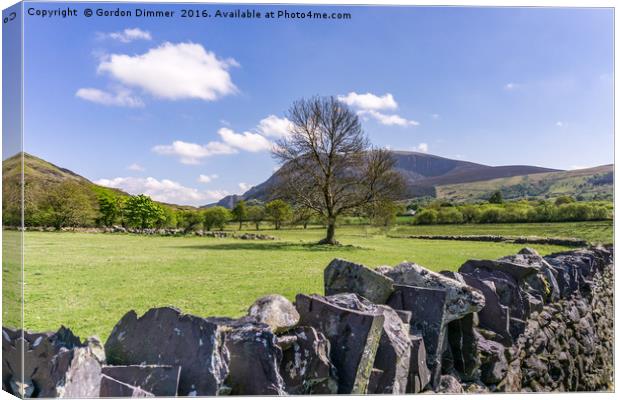 A Lone Tree in Field with Slate Walls in Snowdonia Canvas Print by Gordon Dimmer