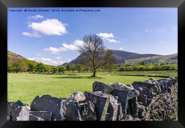 A Lone Tree in Field with Slate Walls in Snowdonia Framed Print by Gordon Dimmer