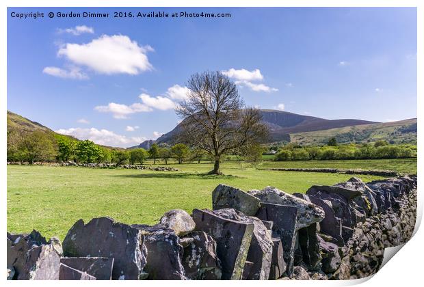 A Lone Tree in Field with Slate Walls in Snowdonia Print by Gordon Dimmer