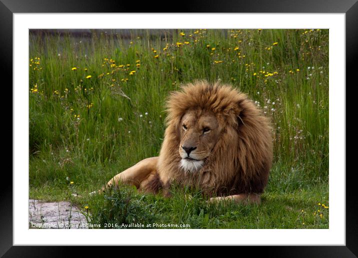 The King of all he surveys Framed Mounted Print by Craig Williams