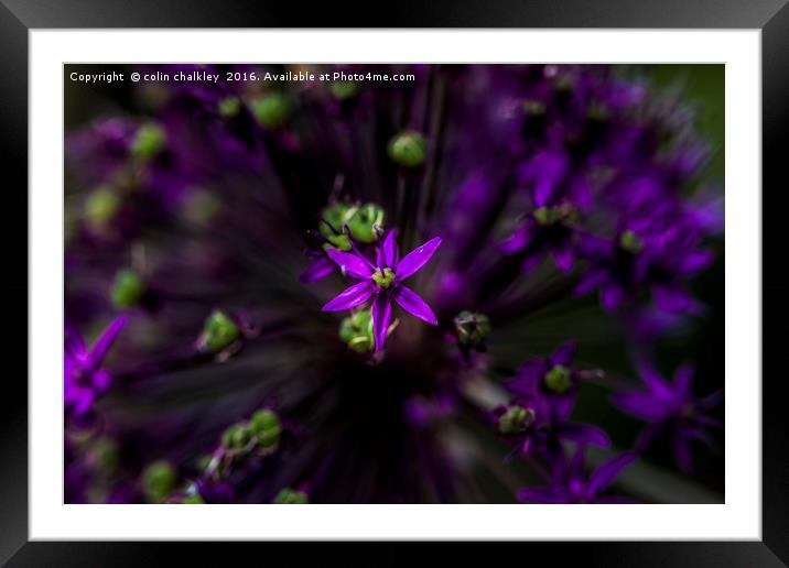 Essence of Allium Framed Mounted Print by colin chalkley