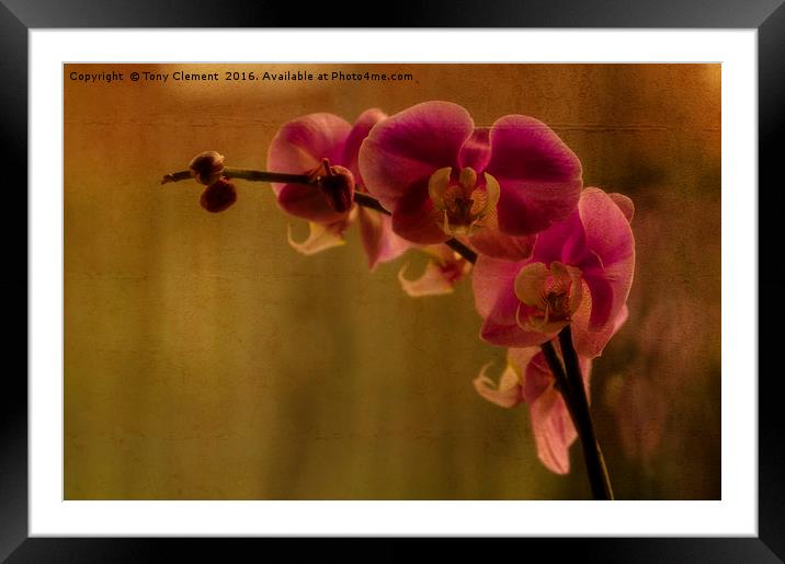 Orchid Framed Mounted Print by Tony Clement