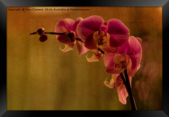 Orchid Framed Print by Tony Clement