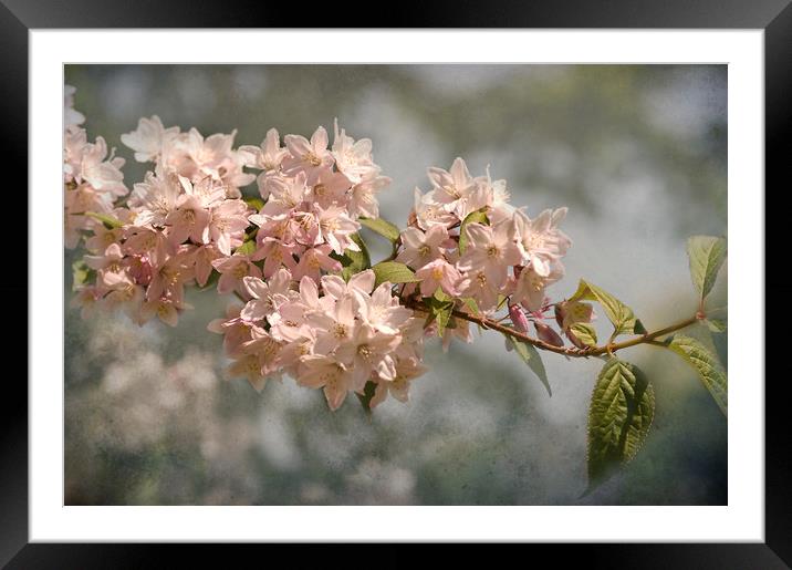 Frothy Pink Deutzia Framed Mounted Print by Jacqi Elmslie