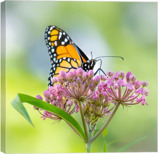 Monarch Butterfly on Swamp Milkweed Canvas Print by Jim Hughes