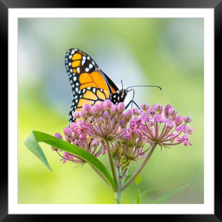 Monarch Butterfly on Swamp Milkweed Framed Mounted Print by Jim Hughes