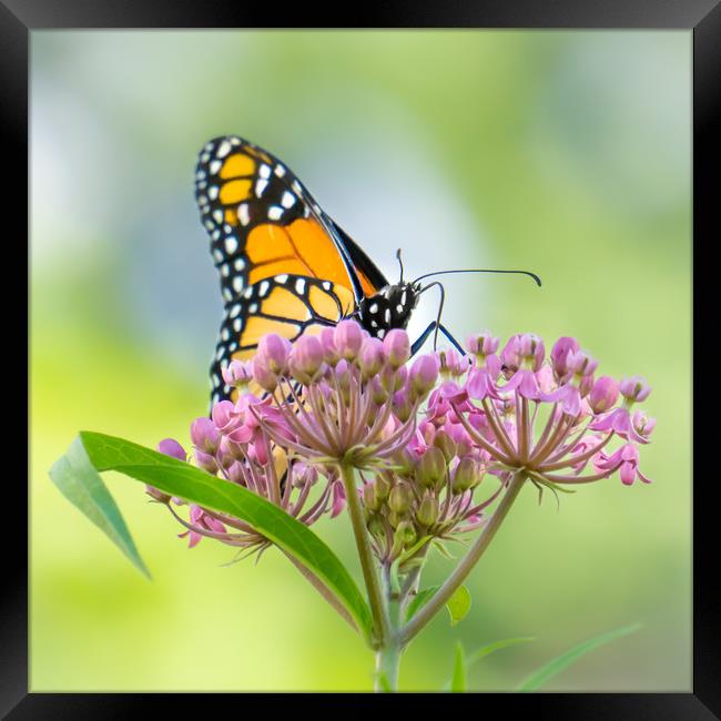 Monarch Butterfly on Swamp Milkweed Framed Print by Jim Hughes