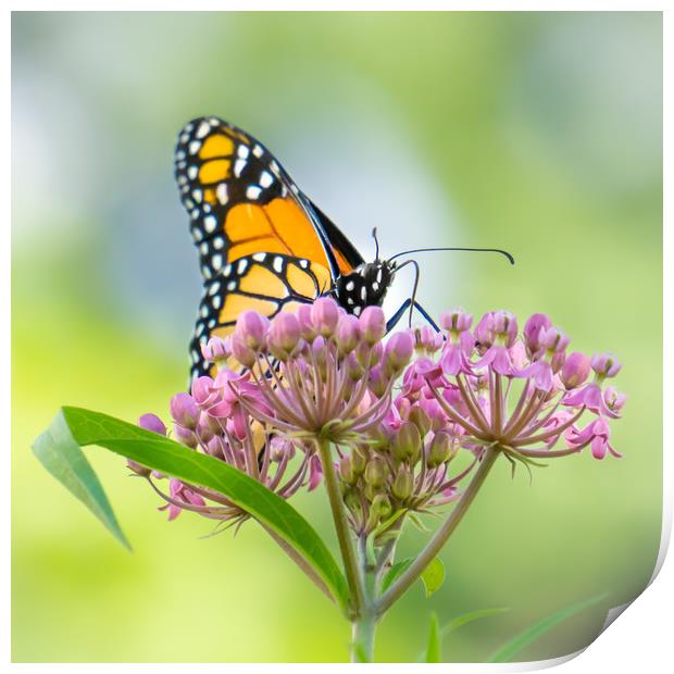 Monarch Butterfly on Swamp Milkweed Print by Jim Hughes