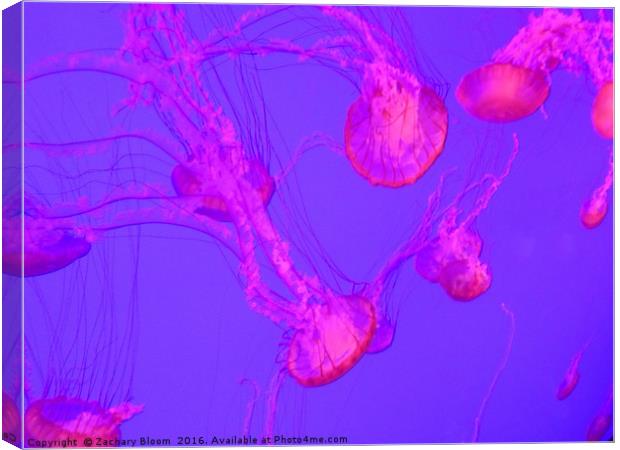 Jellyfish in red Canvas Print by Zachary Bloom