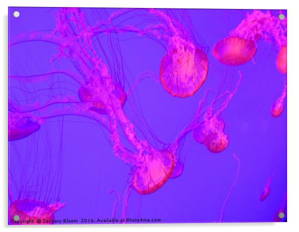 Jellyfish in red Acrylic by Zachary Bloom