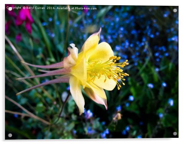 Golden Majesty Acrylic by Beryl Curran