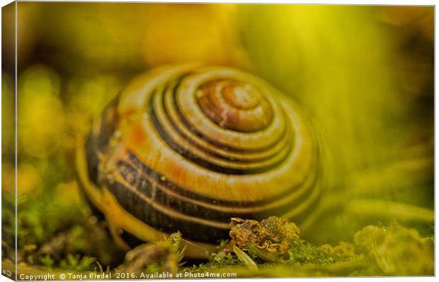 Wonderful Snail shell Canvas Print by Tanja Riedel