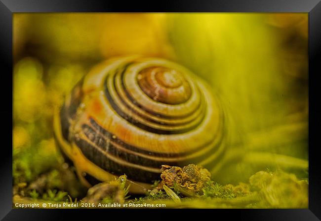 Wonderful Snail shell Framed Print by Tanja Riedel
