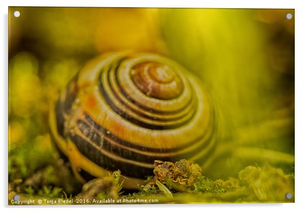 Wonderful Snail shell Acrylic by Tanja Riedel