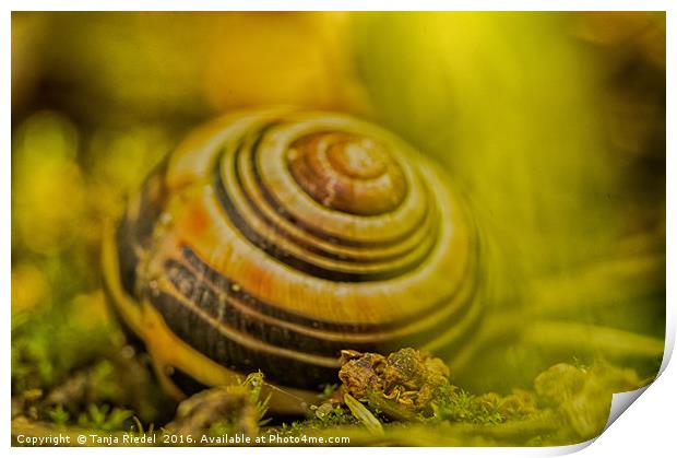 Wonderful Snail shell Print by Tanja Riedel