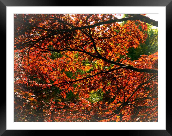 Maple Leaves Framed Mounted Print by Jason Williams