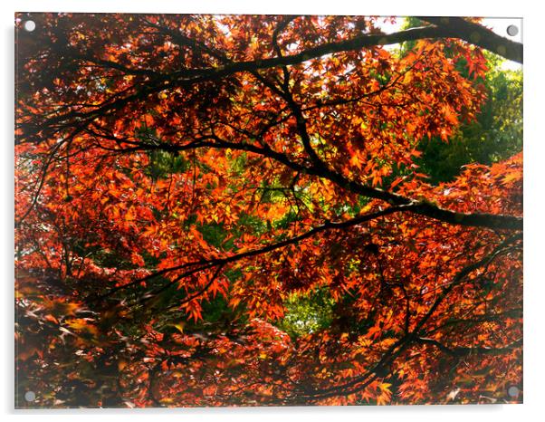 Maple Leaves Acrylic by Jason Williams